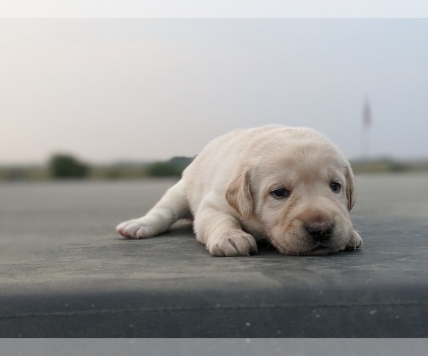 Medium Photo #11 Labrador Retriever Puppy For Sale in EATON, CO, USA