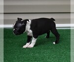 Small #14 Boston Terrier