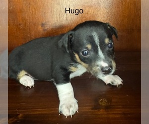 Rat Terrier Puppy for sale in WHITAKERS, NC, USA