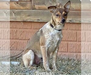 Rat Terrier-Unknown Mix Dogs for adoption in Omaha, NE, USA