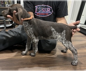 German Shorthaired Pointer Puppy for Sale in RIVERSIDE, California USA