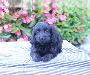 Cocker Spaniel-Poodle (Miniature) Mix Puppy for sale in SHILOH, OH, USA
