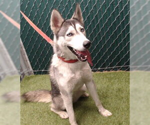 Siberian Husky Dogs for adoption in Downey, CA, USA