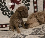 Puppy Skittles Goldendoodle (Miniature)