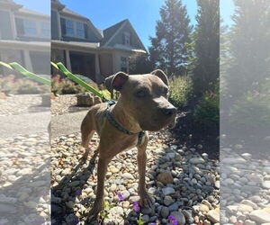 Catherine - Female American Pit Bull Terrier-Unknown Mix Dog for Adoption - Photo #7