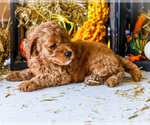 Small Photo #42 Goldendoodle-Poodle (Miniature) Mix Puppy For Sale in WAKARUSA, IN, USA