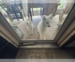 Small #10 Samoyed