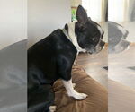 Small #9 Boston Terrier