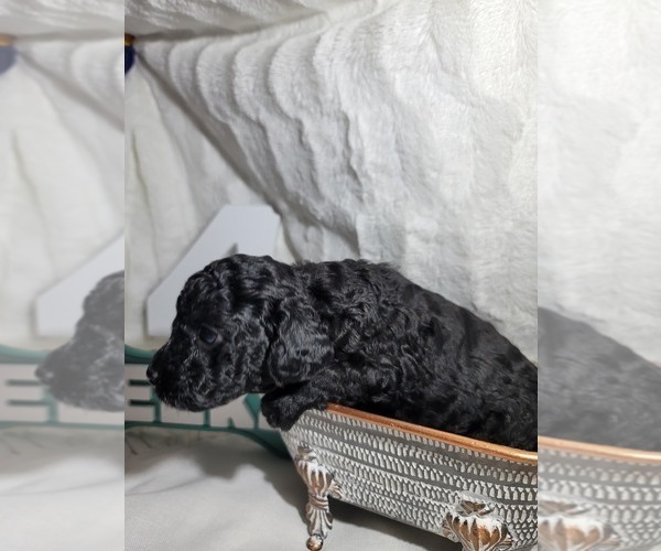 Medium Photo #20 Goldendoodle (Miniature) Puppy For Sale in LANETT, AL, USA