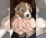 Small #11 Bernedoodle