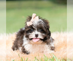 Small Photo #20 Shih Tzu Puppy For Sale in WARSAW, IN, USA