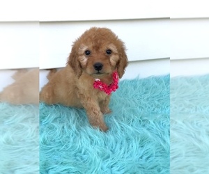 Goldendoodle (Miniature) Puppy for sale in ORLANDO, FL, USA