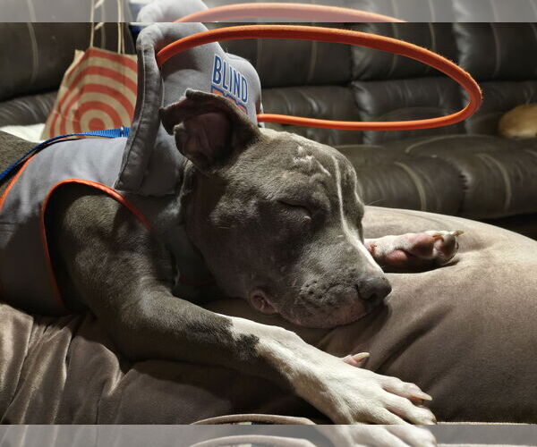 Medium Photo #1 American Pit Bull Terrier-American Staffordshire Terrier Mix Puppy For Sale in Princeton, MN, USA