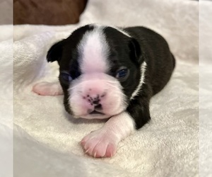 Boston Terrier Puppy for sale in WASHBURN, MO, USA
