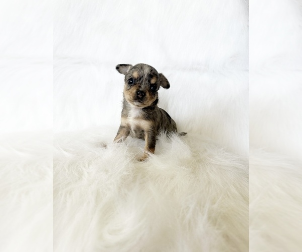 Medium Photo #5 Chihuahua Puppy For Sale in SACRAMENTO, CA, USA