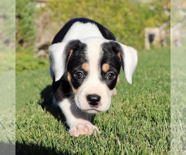 Medium Photo #3 Boxer-Unknown Mix Puppy For Sale in San Diego, CA, USA