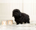 Small #6 Poodle (Miniature)