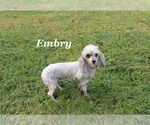 Small #21 Poodle (Miniature)