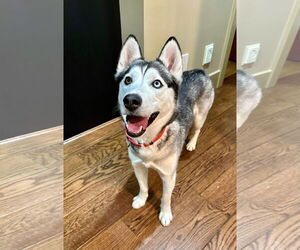 Siberian Husky Dogs for adoption in Germantown, OH, USA