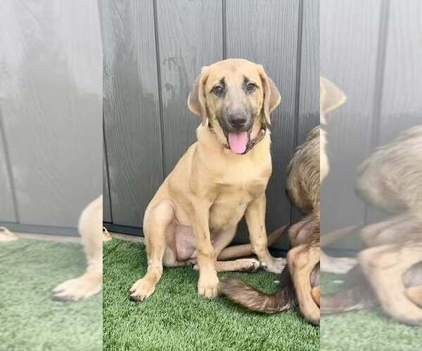 Medium Photo #7 Anatolian Shepherd-Black Mouth Cur Mix Puppy For Sale in Cave Creek, AZ, USA