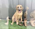 Small #6 Anatolian Shepherd-Black Mouth Cur Mix