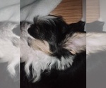 Puppy Chester Morkie-Yorkshire Terrier Mix