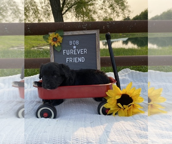 Medium Photo #3 Aussiedoodle Miniature  Puppy For Sale in BLOOMFIELD, IN, USA