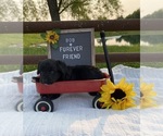Small #2 Aussiedoodle Miniature 