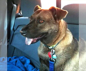 Lucy #great-with-children - Female Holland Shepherd-Labrador Retriever Mix Dog for Adoption - Photo #2