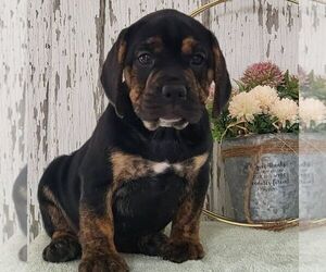 Beabull Puppy for Sale in ARTHUR, Illinois USA