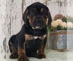 Small Photo #1 Beabull Puppy For Sale in ARTHUR, IL, USA