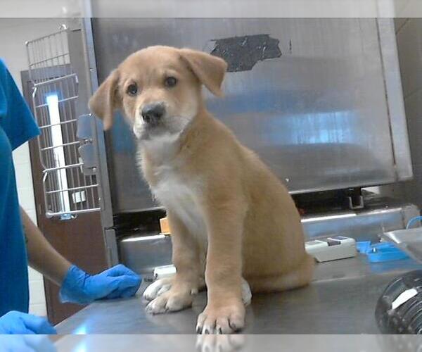 Medium Photo #1 Great Pyrenees-Rottweiler Mix Puppy For Sale in Fayetteville, NC, USA