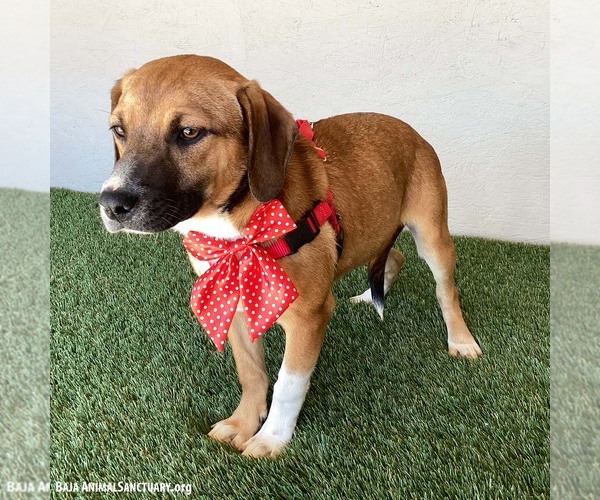 Medium Photo #6 Beagle-Unknown Mix Puppy For Sale in San Diego, CA, USA