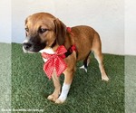 Small #5 Beagle Mix