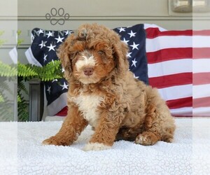 Bernedoodle (Miniature) Puppy for sale in EPHRATA, PA, USA