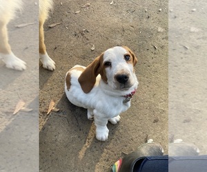 Basset Hound Puppy for sale in FORT MILL, SC, USA