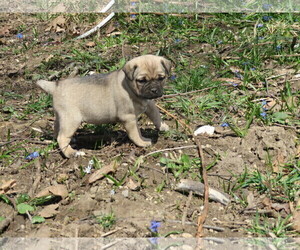Jug Puppy for sale in ROCHESTER, IN, USA