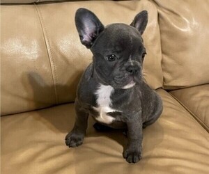 French Bulldog Puppy for sale in CAPE CORAL, FL, USA