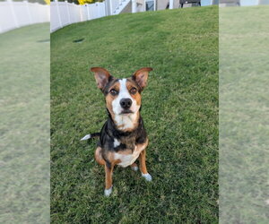 Mutt Dogs for adoption in House Springs, MO, USA