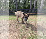 Small #2 German Shepherd Dog-Holland Shepherd Mix