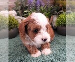 Small #2 Cavapoo