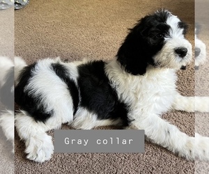 Sheepadoodle Puppy for sale in EXETER, CA, USA