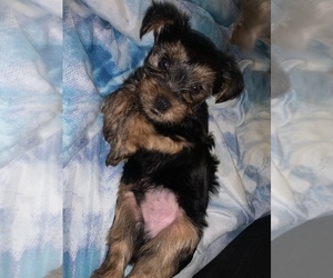 Yorkshire Terrier Puppy for sale in MANHATTAN, NY, USA