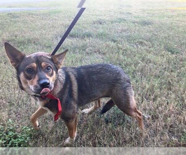 Medium Photo #1 German Shepherd Dog-Unknown Mix Puppy For Sale in Baytown, TX, USA