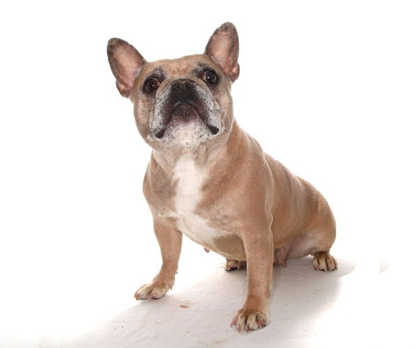 Medium Photo #3 French Bulldog-Unknown Mix Puppy For Sale in Oakland Park, FL, USA