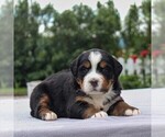 Small #6 Bernese Mountain Dog