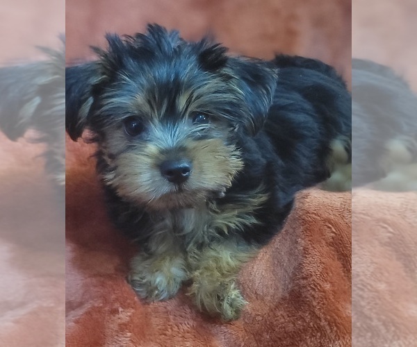 Medium Photo #11 Yorkshire Terrier Puppy For Sale in AKRON, OH, USA