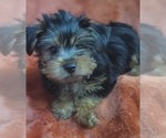 Small Photo #75 Yorkshire Terrier Puppy For Sale in AKRON, OH, USA