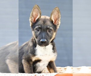 German Shepherd Dog-Unknown Mix Dogs for adoption in Sandy, UT, USA