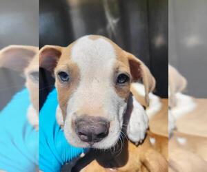 American Staffordshire Terrier-Unknown Mix Dogs for adoption in San Antonio, TX, USA